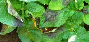 How to deal with late blight on potatoes, description and treatment of the disease