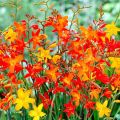 Beskrivelse og funktioner ved voksende japansk gladioli, plantning og pleje