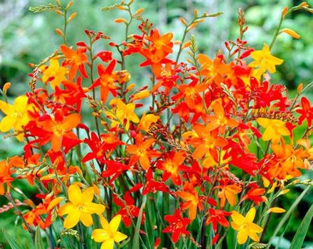 Büyüyen Japon gladioli, ekim ve bakımının tanımı ve özellikleri