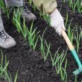 Tecnologia per coltivare e prendersi cura dell'aglio invernale in campo aperto