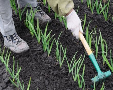 Technology for growing and caring for winter garlic in the open field