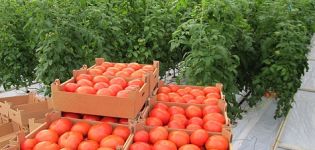 Charakterystyka i opis odmiany pomidora Summer Garden