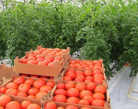 Charakterystyka i opis odmiany pomidora Summer Garden