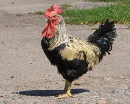 Opis głośnej rasy kurczaków Yurlovskaya i zasady utrzymania