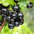 How can you feed currants in autumn, spring and summer for a better harvest