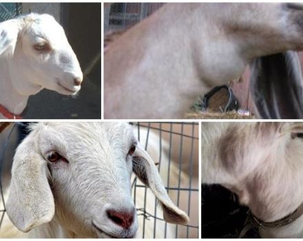 What it can be if a goat has a lump on the neck and how to detect and properly treat