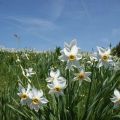 Phân loại, mô tả và đặc điểm của 40 giống và loài hàng đầu của Daffodils