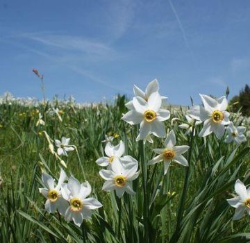 Classification, Description and Characteristics of the Top 40 Varieties and Species of Daffodils