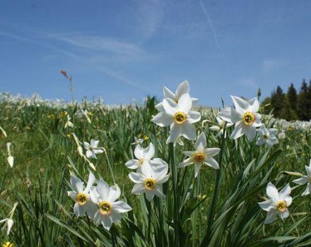 Ταξινόμηση, περιγραφή και χαρακτηριστικά των κορυφαίων 40 ποικιλιών και ειδών Daffodils