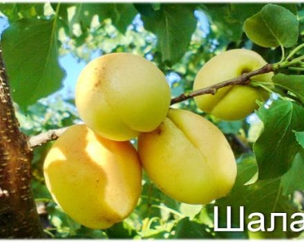 Aprikoosivariantin Shalakh Pineapple and Tsurupinsky kuvaus ja ominaisuudet, sato ja viljely