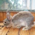 ¿Por qué un cobertizo de conejo decorativo, tipos de pelaje cambian y se cuidan?