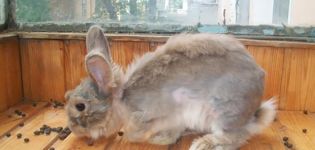 Waarom verandert een decoratieve konijnenhok, soorten vacht veranderen en verzorgen
