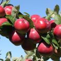 ما هي أنواع أشجار التفاح الأفضل أن تزرع في جبال الأورال ، وخصائص الاختيار وخصائص الأنواع