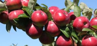 Koje sorte stabala jabuka je bolje saditi na Uralu, značajke izbora i karakteristike vrsta