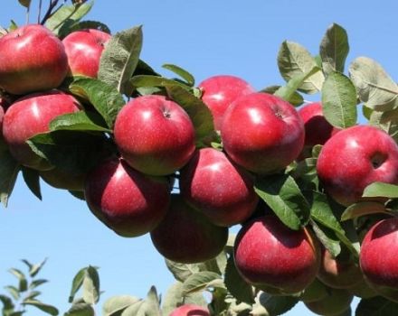 Những giống cây táo nào tốt hơn để trồng ở Ural, đặc điểm lựa chọn và đặc điểm của loài