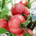Tomaattilajikkeen ominaisuudet ja kuvaus Vadelma ihme, sen sato