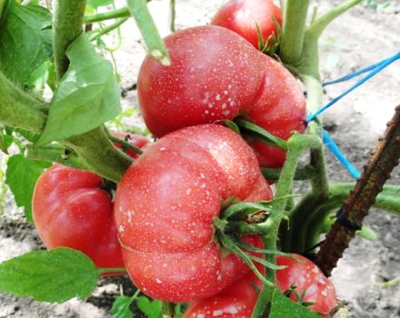 Χαρακτηριστικά και περιγραφή της ποικιλίας ντομάτας Το θαύμα σμέουρων, η απόδοσή του