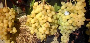 Ilgai lauktos vynuogių veislės, derliaus ir auginimo aprašymas ir savybės