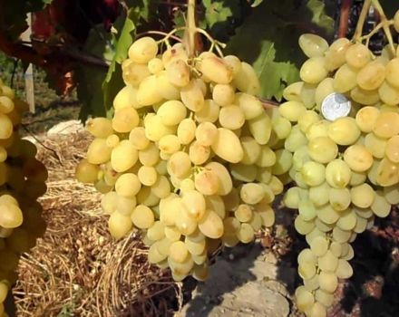 Descrizione e caratteristiche del vitigno tanto atteso, resa e coltivazione