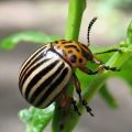 How to get rid of the Colorado potato beetle permanently, its appearance and means of control