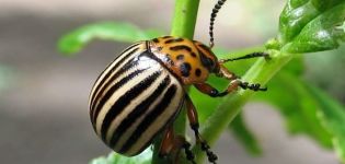 How to get rid of the Colorado potato beetle permanently, its appearance and means of control
