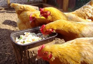 Una senzilla recepta sobre com augmentar la producció d’ous a casa