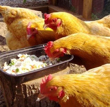 Una receta sencilla sobre cómo aumentar la producción de huevos en casa.