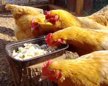 Μια απλή συνταγή για το πώς να αυξήσετε την παραγωγή αυγών στο σπίτι