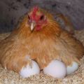 How many days or days does it take for a hen to hatch chickens, recommendations for the selection of eggs