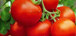 Characteristics and description of tomato varieties Polar early ripening and Polyarnik, their yield
