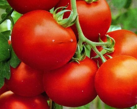 Obilježja i opis sorti rajčice Polarno rano zrenje i Polyarnik, njihov prinos