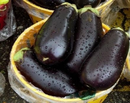 Beskrivelse og egenskaber for aubergine Vera, udbytte, dyrkning og pleje
