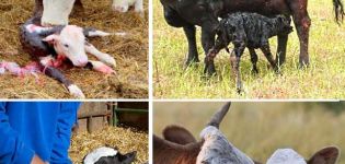 Quy tắc chăm sóc bê tại nhà và các bệnh có thể xảy ra ở gia súc non