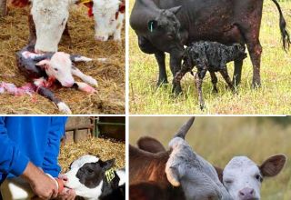 Regler for pleje af kalve derhjemme og mulige sygdomme hos unge dyr