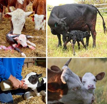 Regler for pleje af kalve derhjemme og mulige sygdomme hos unge dyr