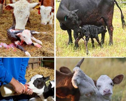 Rules for caring for calves at home and possible diseases of young animals