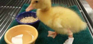 What to do at home if a duck has a sprained or broken leg and symptoms