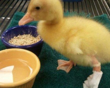 What to do at home if a duck has a sprained or broken leg and symptoms