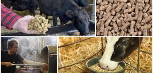 Che cos'è il grano da birra, i pro ei contro dell'utilizzo come mangime per il bestiame