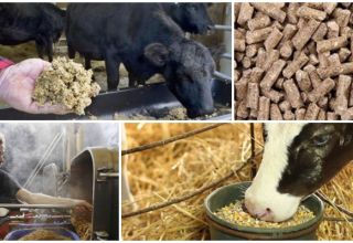 Was ist Braukorn, die Vor- und Nachteile der Verwendung als Viehfutter