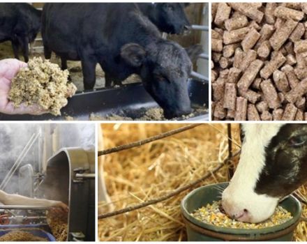 Mi a sörfőző gabona, a szarvasmarha takarmányozásának előnyei és hátrányai