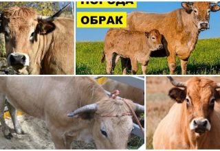 Description et caractéristiques des vaches obrak, règles pour leur entretien