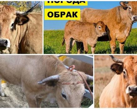 Descripció i característiques de les vaques obrak, normes per al seu manteniment