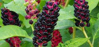 Medicinal and useful properties of American lakonos berries, application