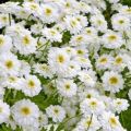 Mô tả và đặc điểm của hoa cúc thời con gái, 8 giống tốt nhất và cách trồng của chúng