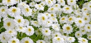 Description and characteristics of maiden chrysanthemum, 8 best varieties and their cultivation