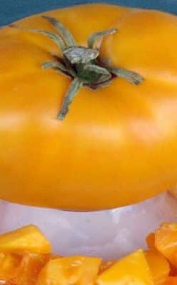 Beschreibung der Tomatensorte Vergoldeter Belyash und seine Eigenschaften