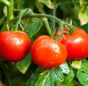 Opis sorte rajčice Sama raste, njezine karakteristike i prinos