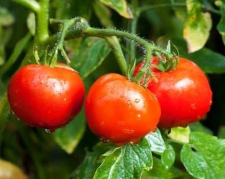 Descripción de la variedad de tomate que crece en sí, sus características y rendimiento.
