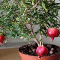 Pravidlá pestovania a starostlivosti o vnútorné granátové jablko a metódy pestovania doma